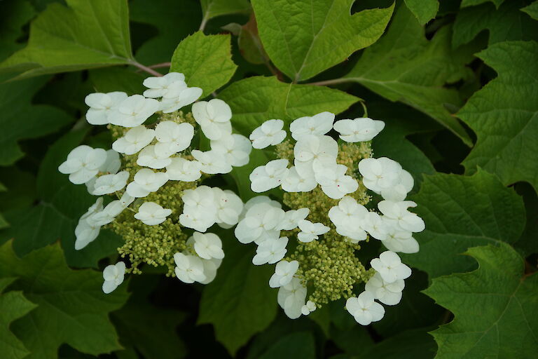 Hydrangea quercifolia