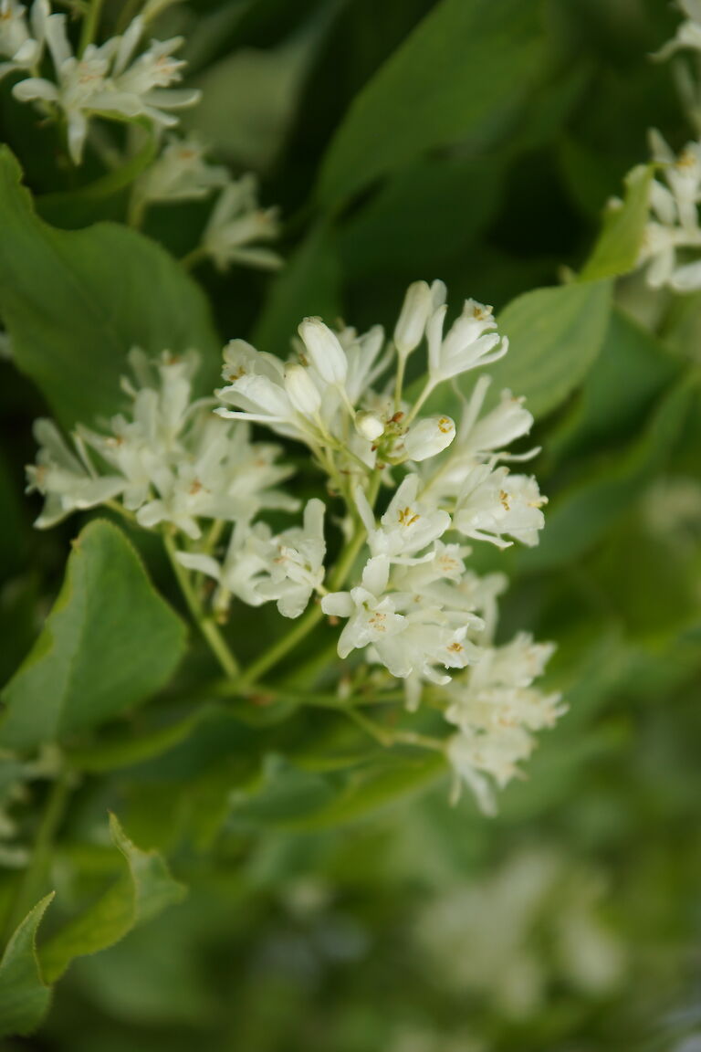 Staphylea colchica 'Pimpernuss; Klappernuss'