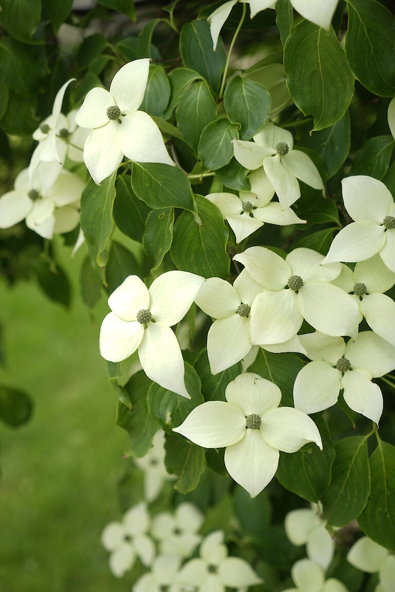 Cornus kousa var. chinensis China Girl