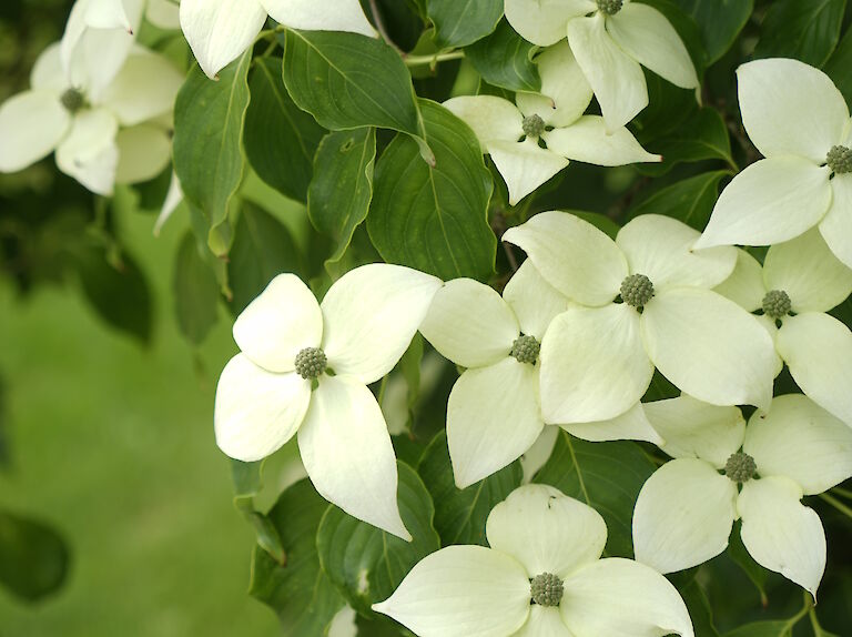 Cornus kousa var. chinensis China Girl