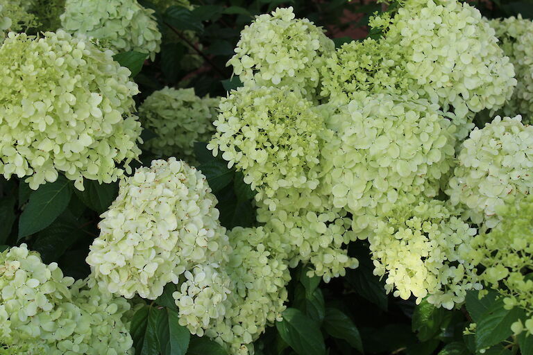 Hydrangea paniculata