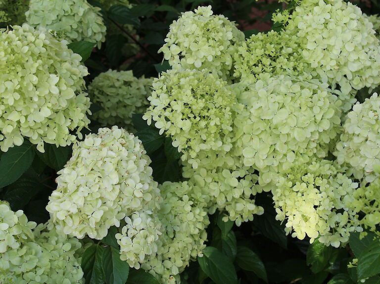 Hydrangea paniculata