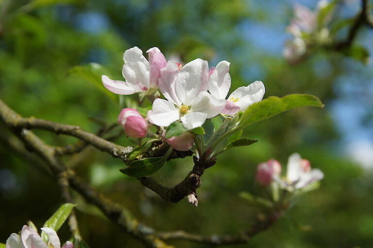 Malus sylvestris 'Stedinger Prinz'