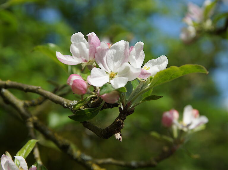 Malus sylvestris 'Stedinger Prinz'