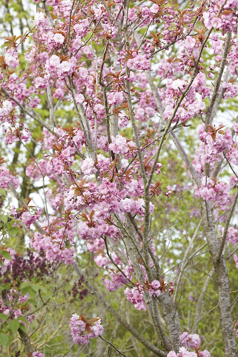 Prunus serrulata Kanzan