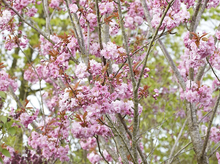 Prunus serrulata Kanzan