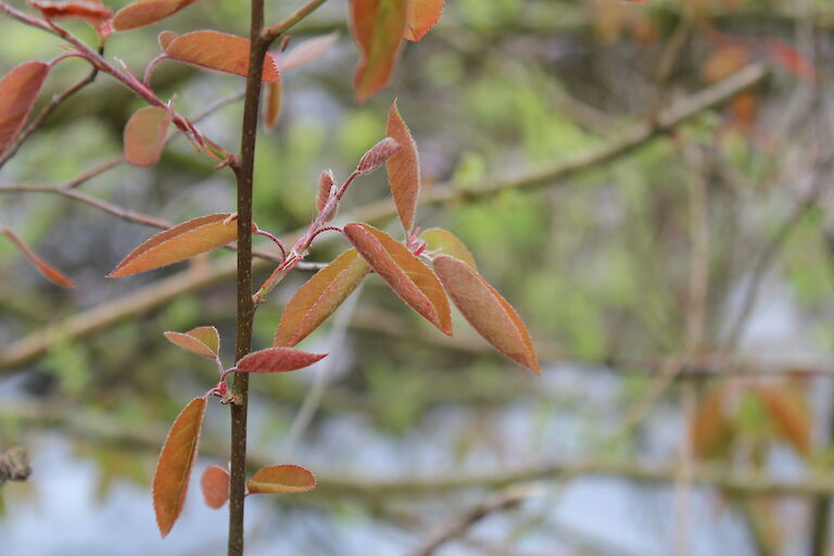 Amelanchier lamarckii