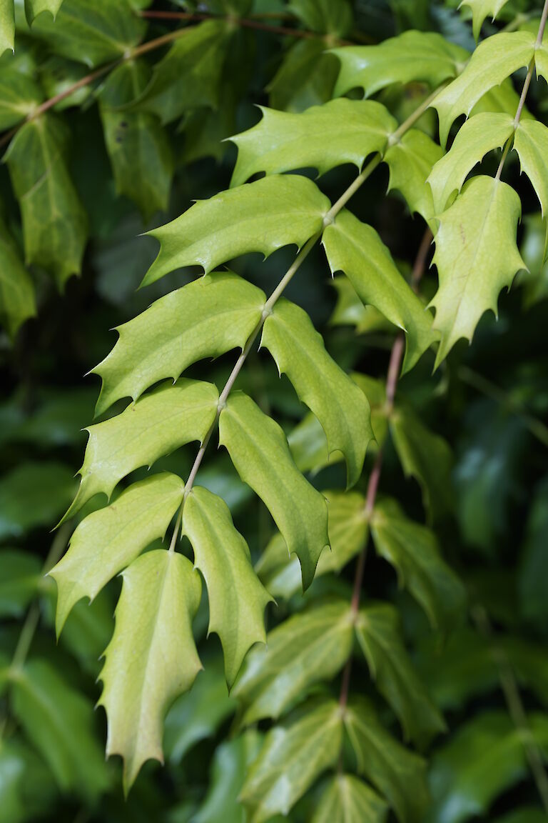 Mahonia