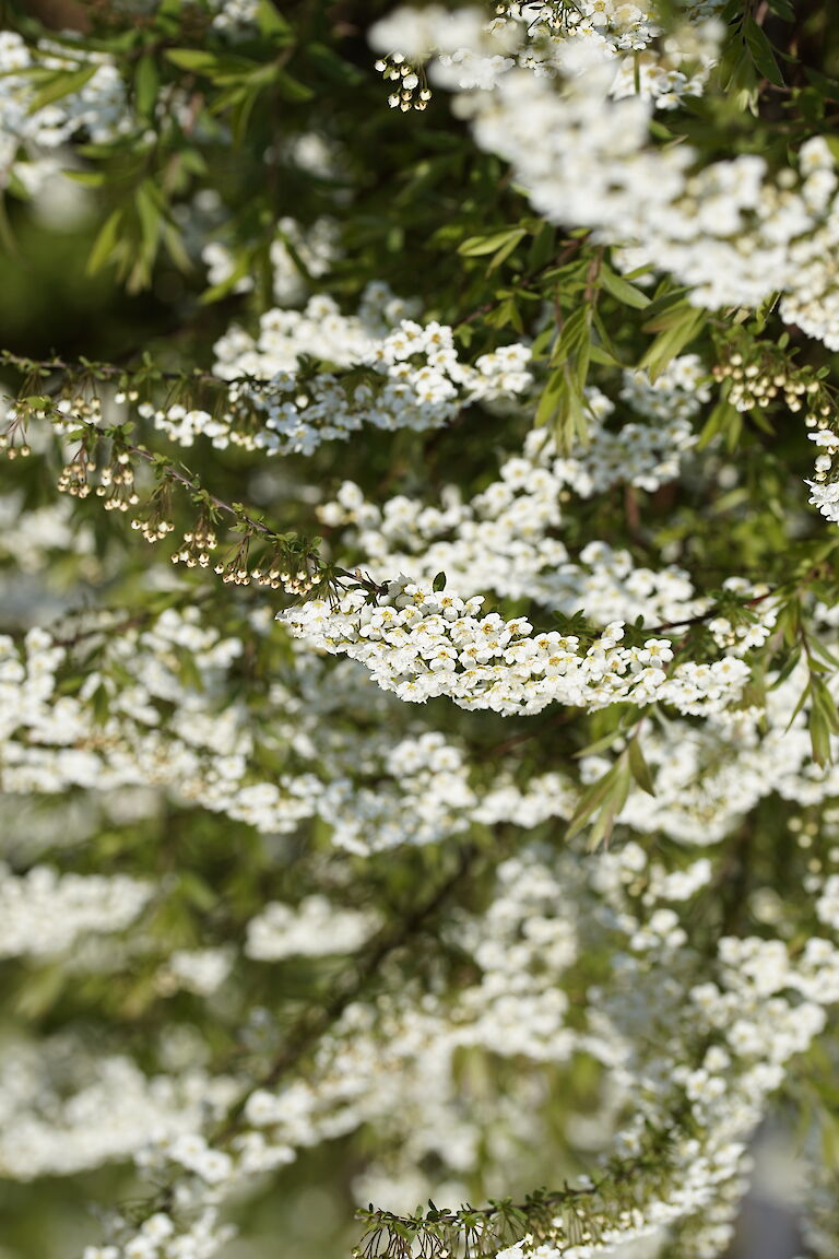 Spiraea cinerea 'Grefsheim'