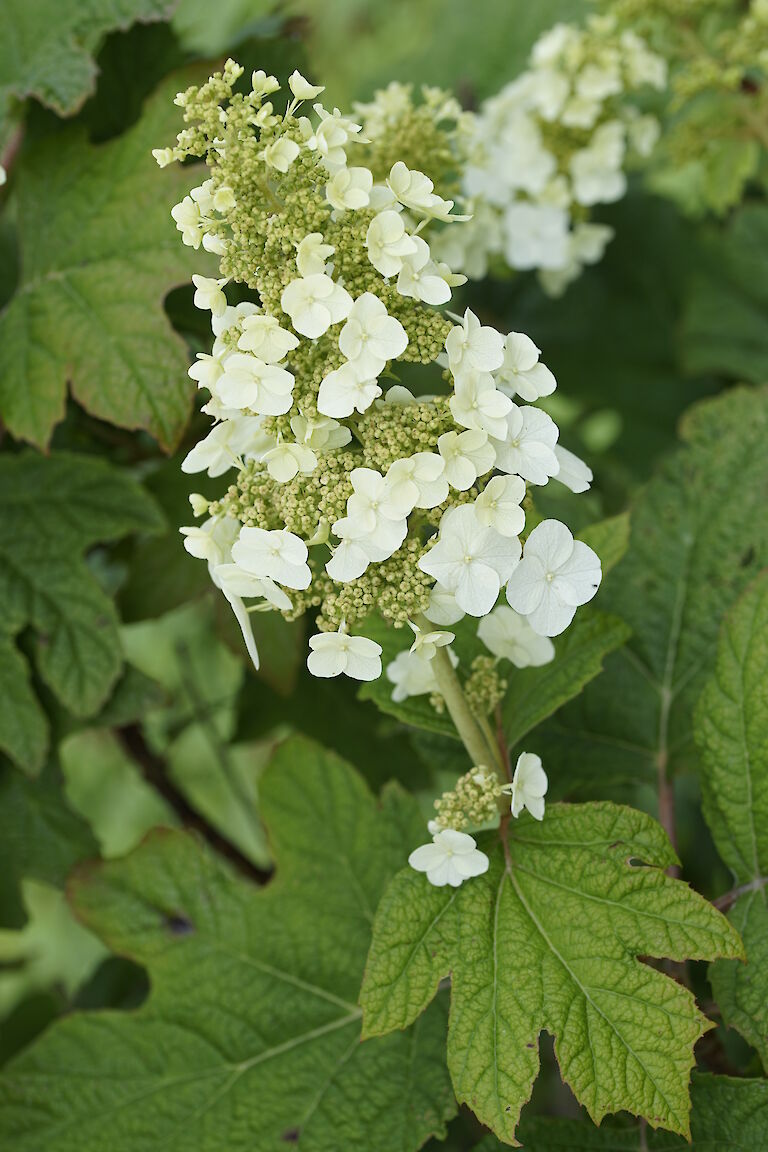 Hydrangea quercifolia