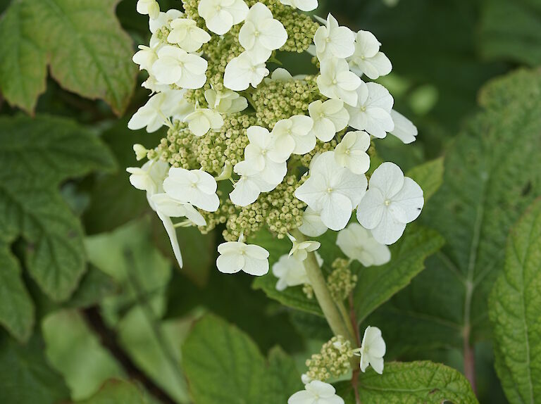 Hydrangea quercifolia