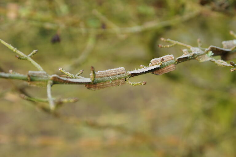 Euonymus alatus 'Compactus' Winter