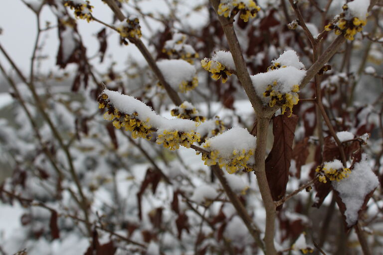 Hamamelis Winter