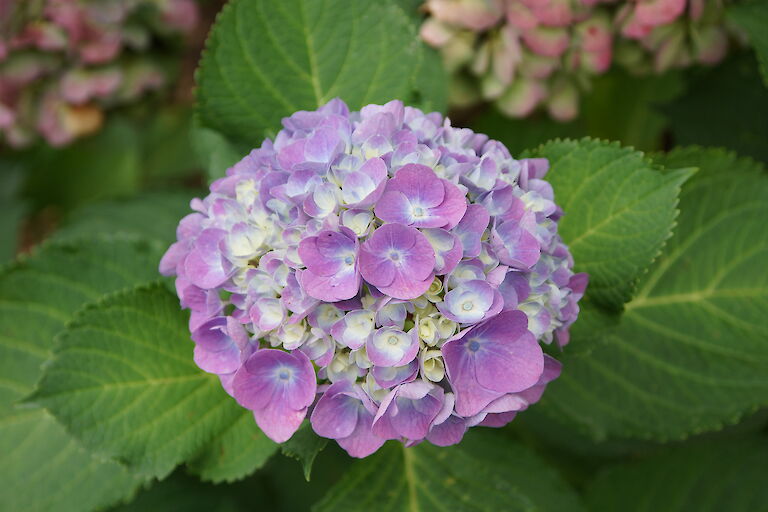 Hydrangea macrophylla 'Forever Blue'