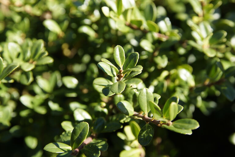 Ilex crenata 'Glorie Gem'