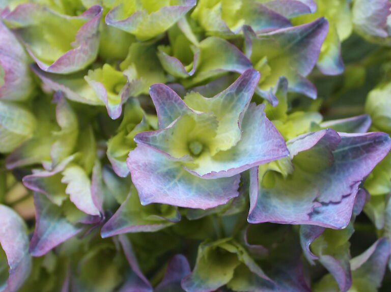 Hydrangea macrophylla blau aus Trio