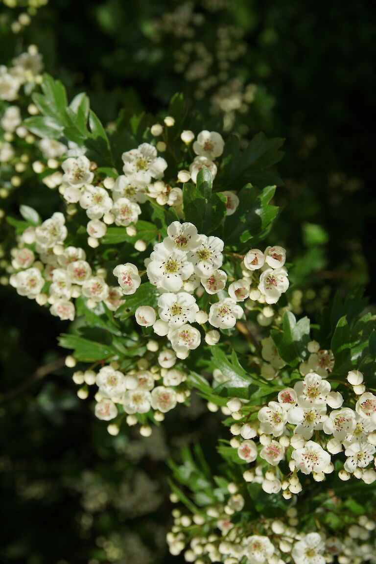 Crataegus prunifolia