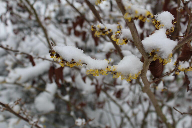 Hamamelis Winter