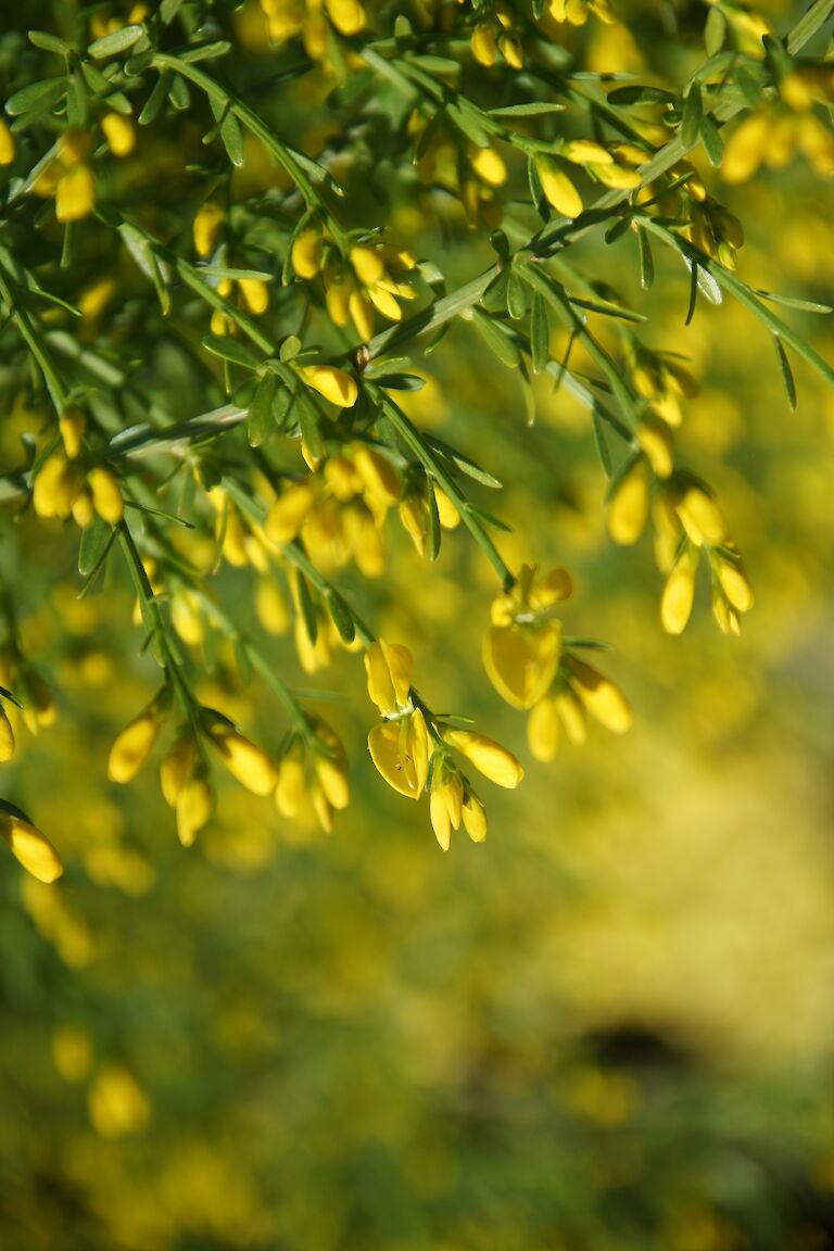 Genista Lydia 'Ginster'