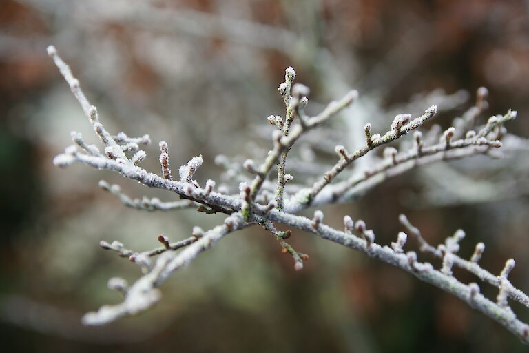 Nothofagus antarctica Winter