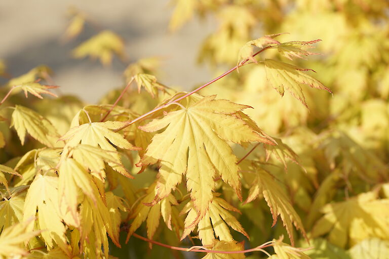 Acer palmatum Sangokaku