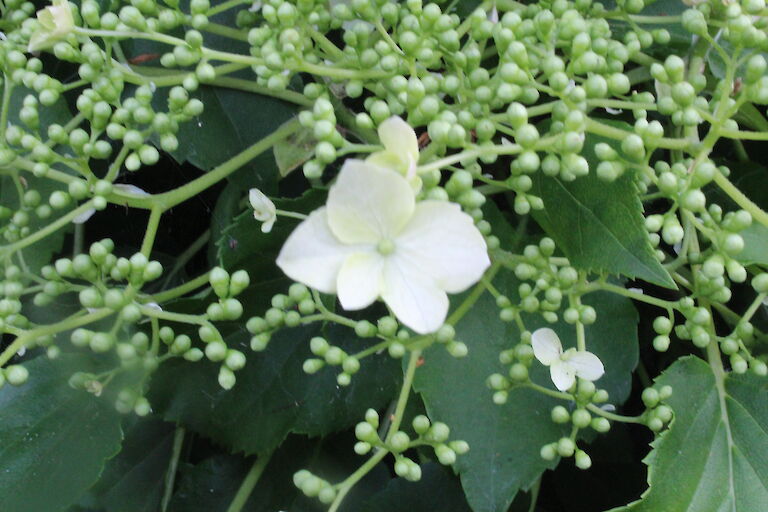 Cornus controversa