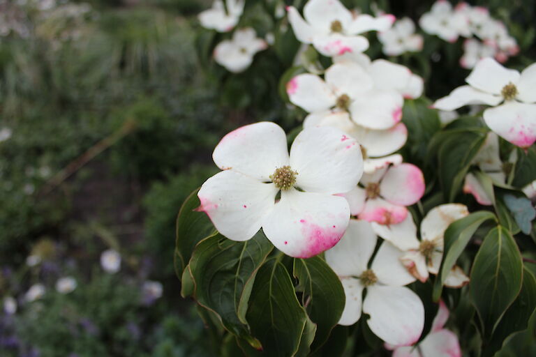 Cornus kousa