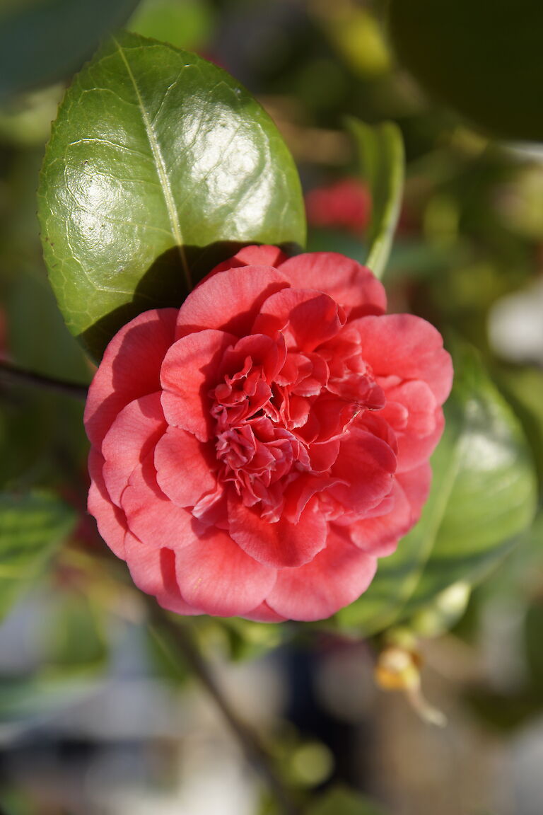 Camellia japonica 'Spring Dream'