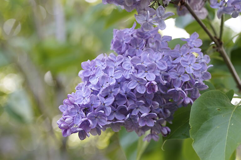 Syringa vulgaris George W. Aldridge