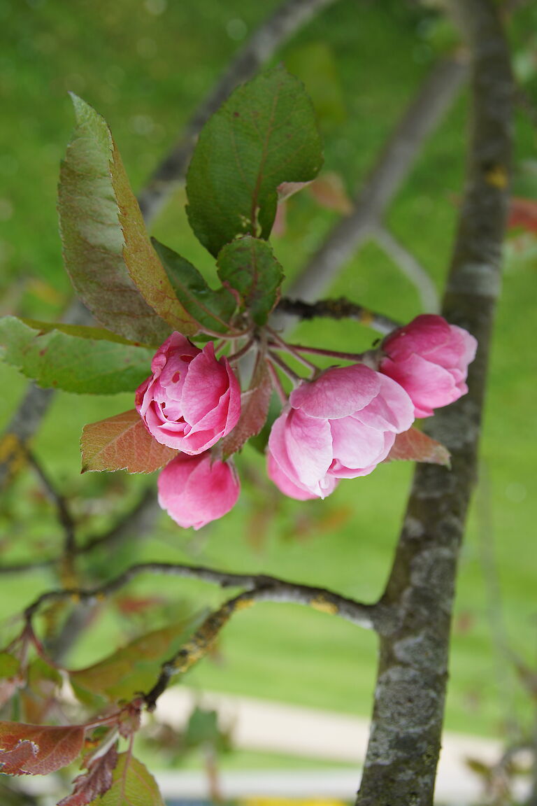 Malus Brandy Magic