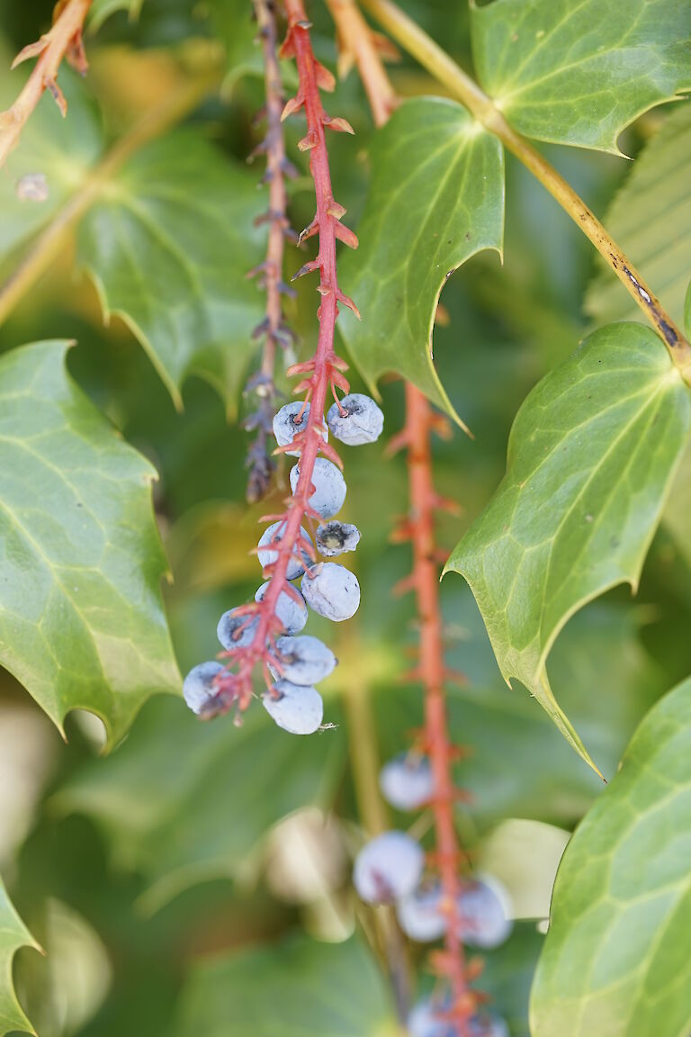 Mahonia