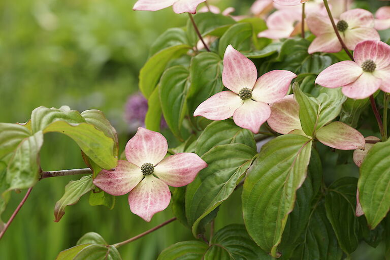 Cornus kousa Satomi