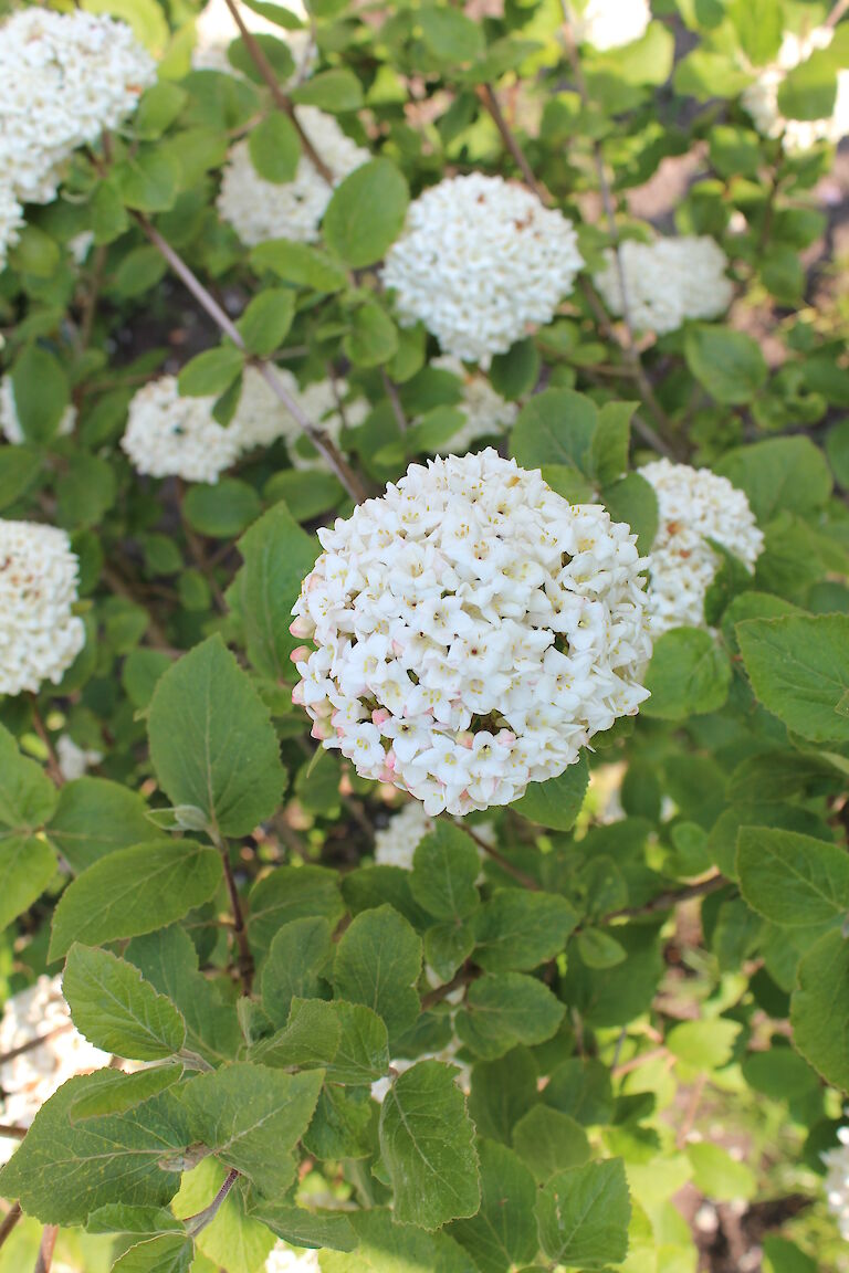 Viburnum Eskimo