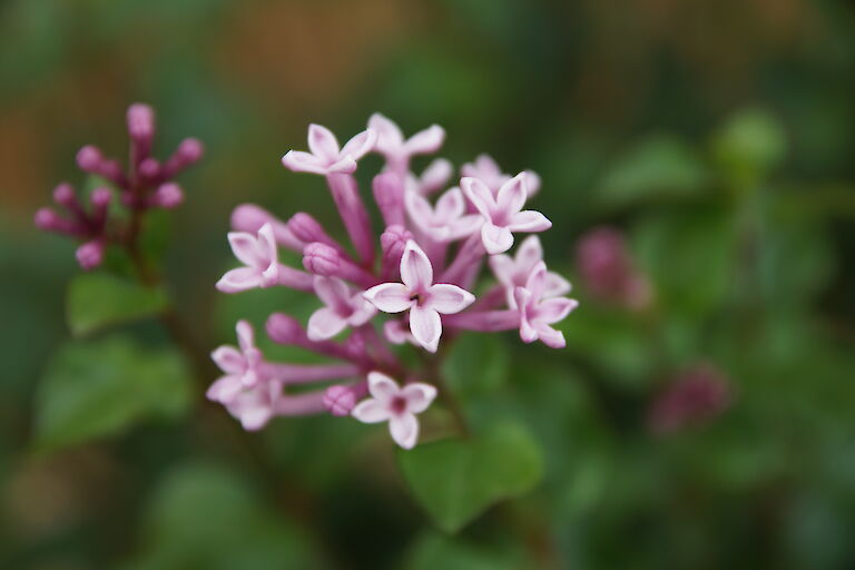 Syringa meyeri 'Palibin'