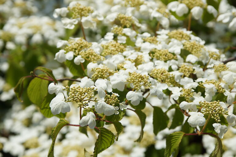 Viburnum plicatum 'Mariesii'