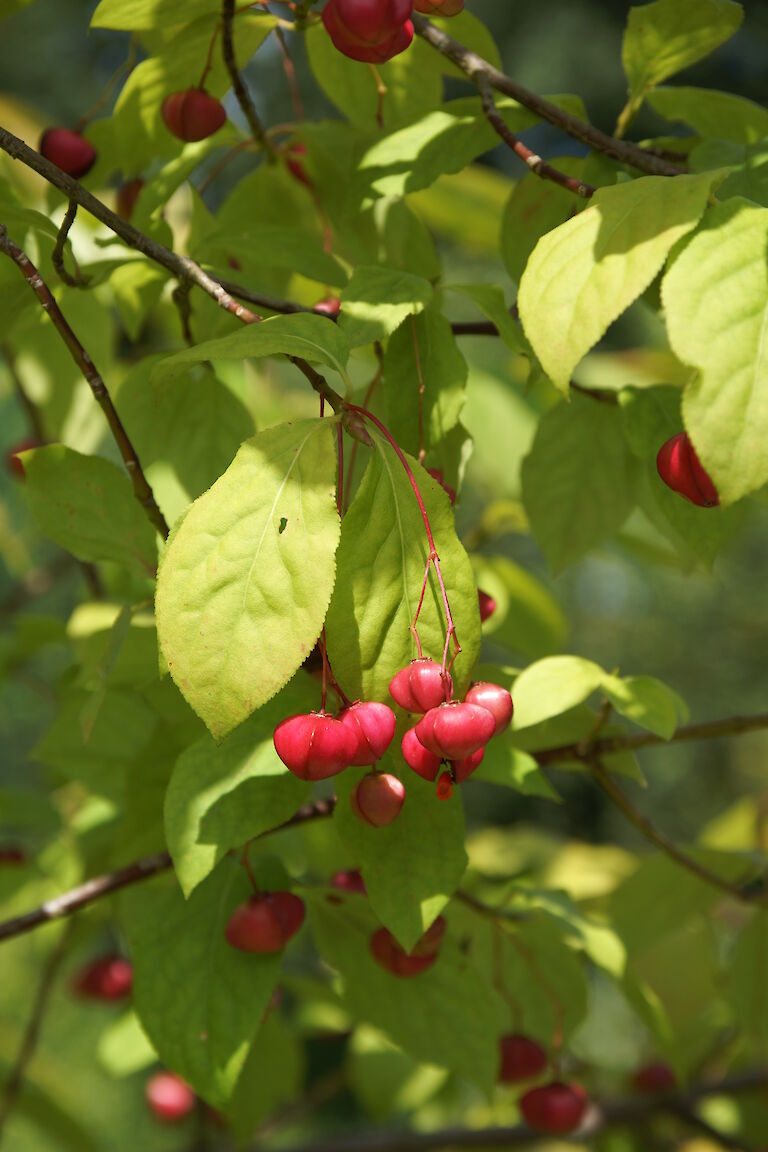 Euonymus alatus