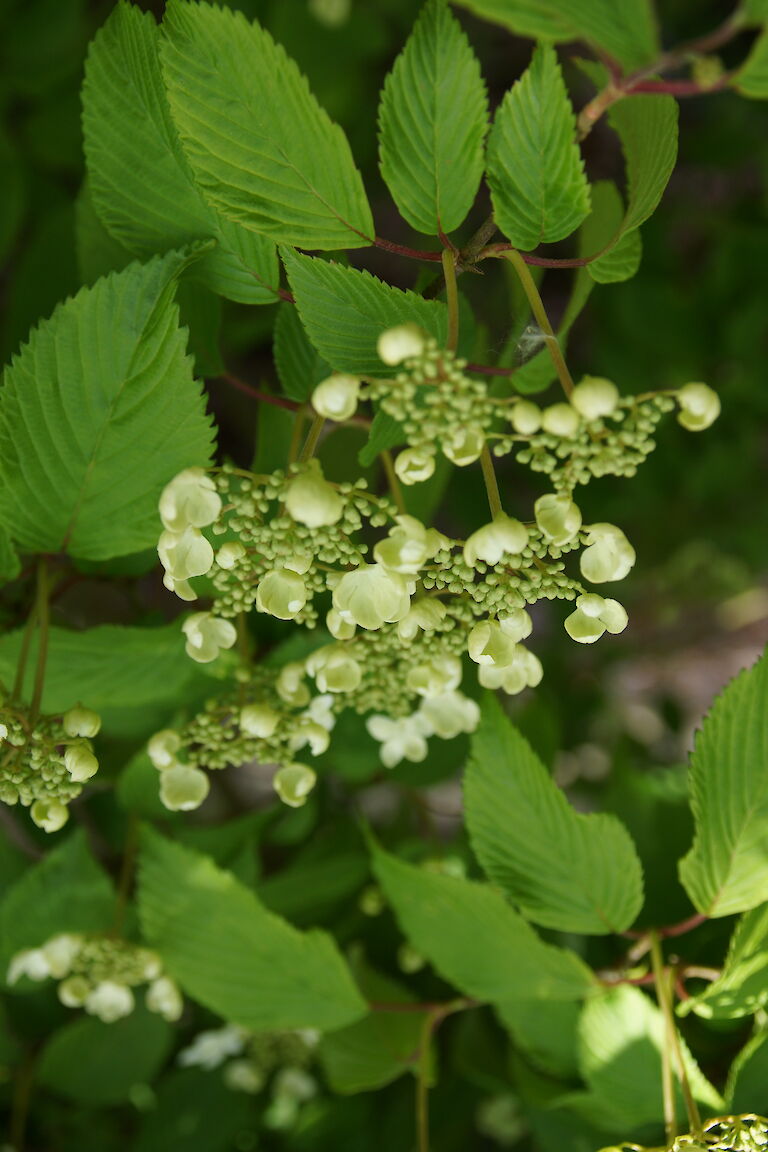 Viburnum plicatum 'Lanarth'