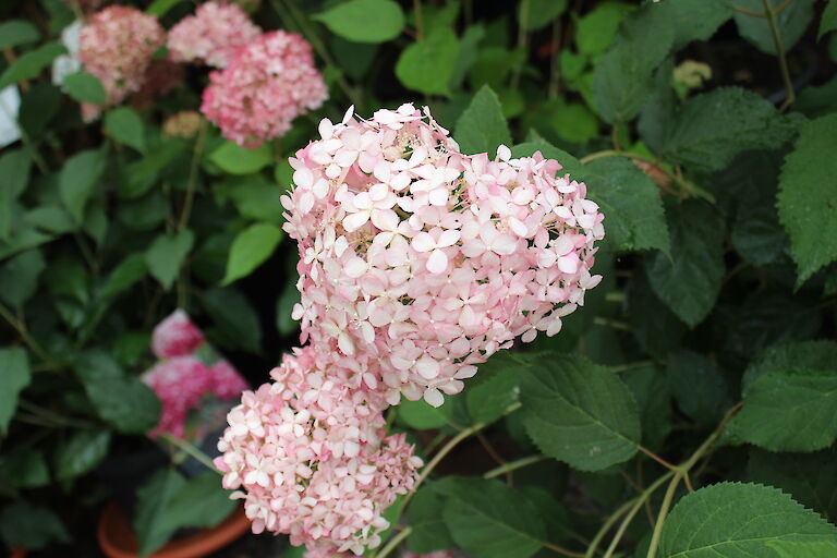 Hydrangea arborescens 'Pink Annabelle'