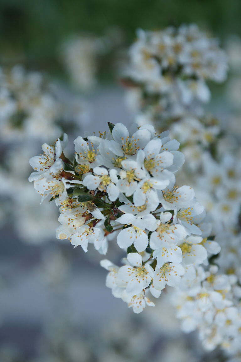 Malus sargentii 'Tina'