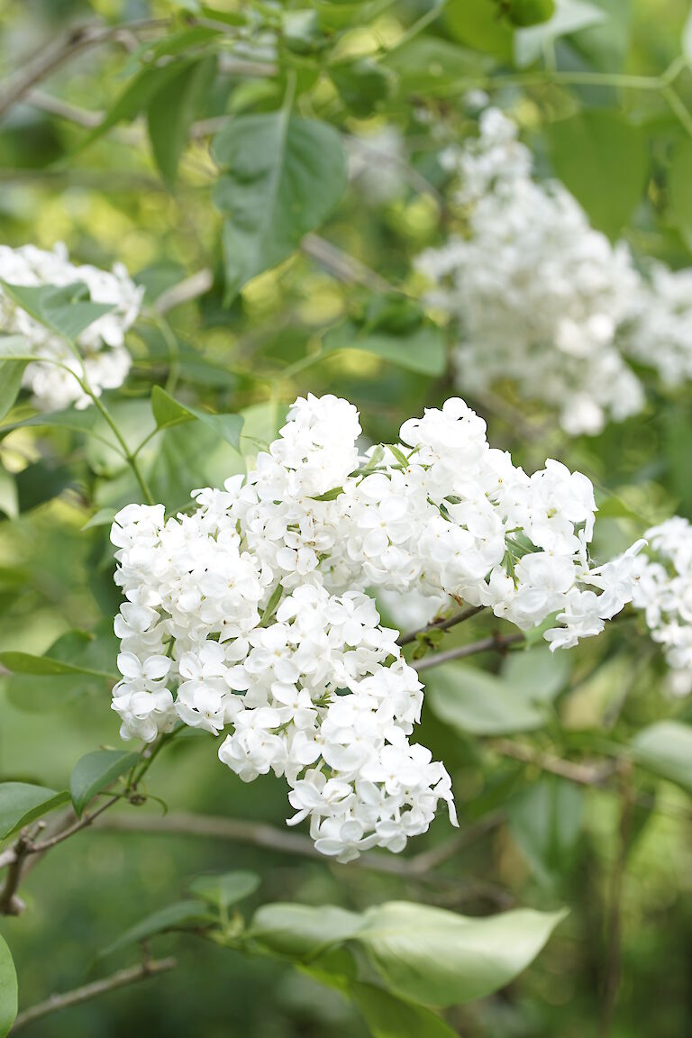 Syringa hyacinthiflora Sister Justena