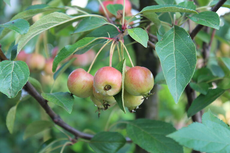 Malus 'Evereste'