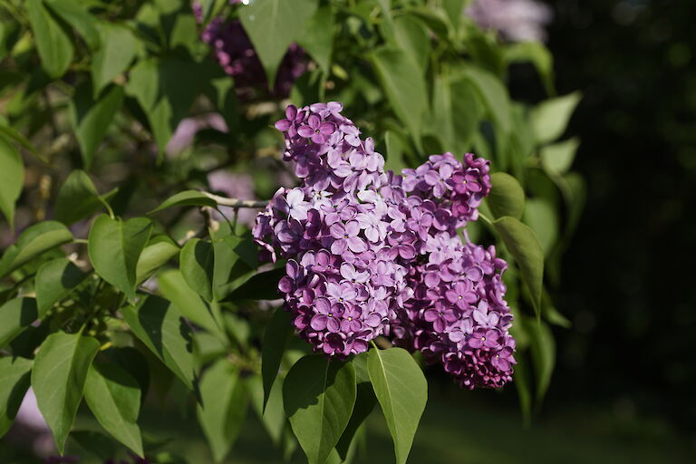 Syringa vulgaris President Roosevelt