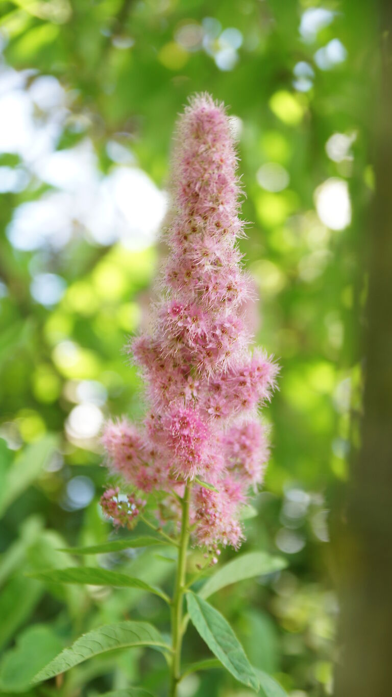 Spiraea billiardii