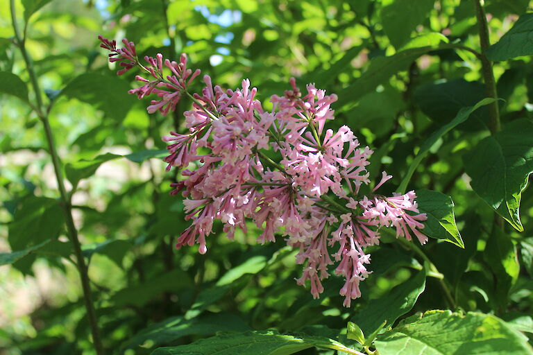 Syringa meyeri 'Palibin'