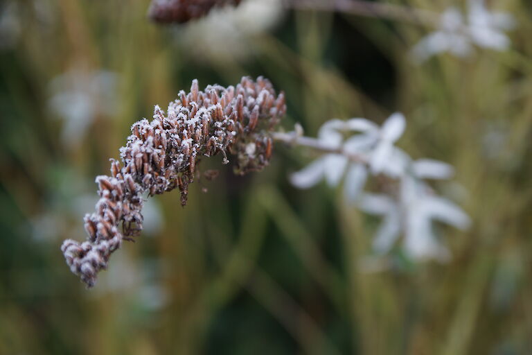 Buddleja davidii Winter