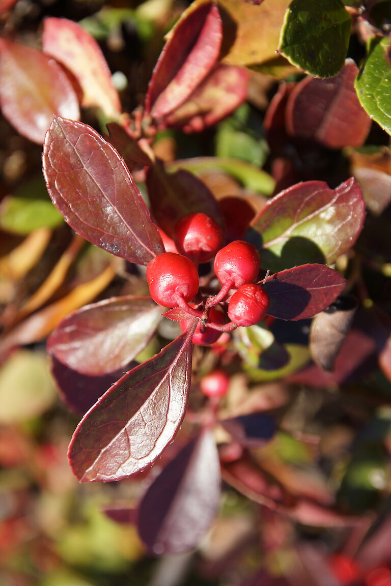 Gaultheria procumbens