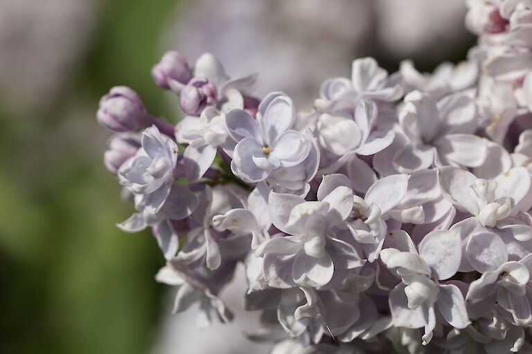 Syringa vulgaris Grand Duc Constantin