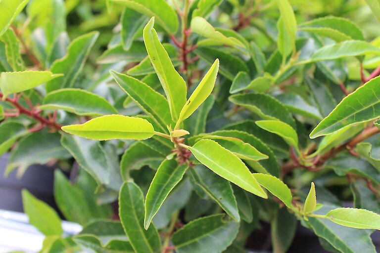 Prunus lusitanica 'Angustifolia'