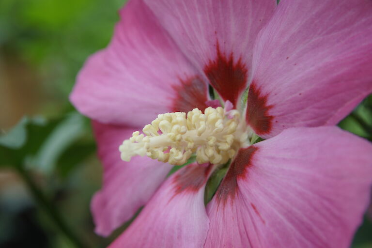 Hibiscus syriacus 'Woodbridge'