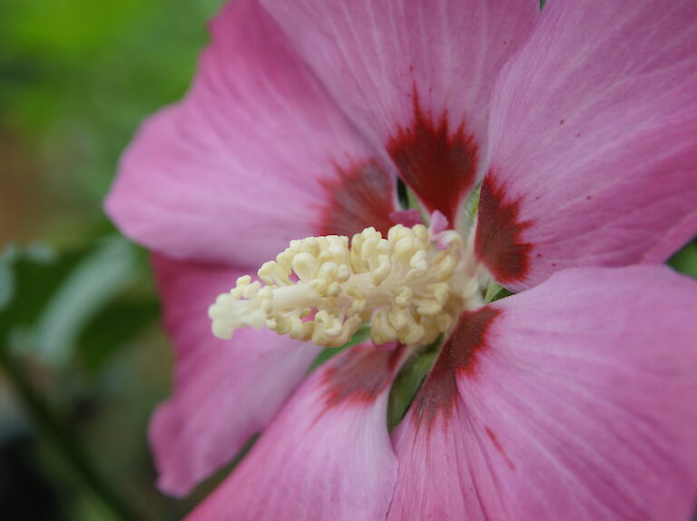 Hibiscus syriacus 'Woodbridge'